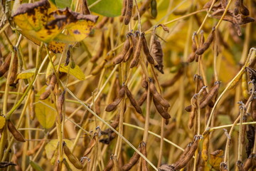 Ripe soybeans on the field ready to harvest