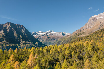 Mountain landscape. Forest in autumn and snow-capped mountains