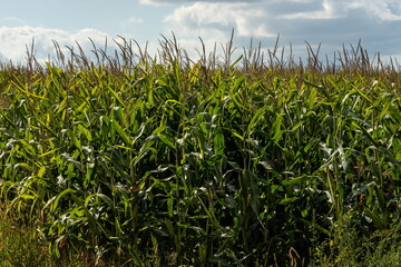 Corn field in the sunny and blue sky