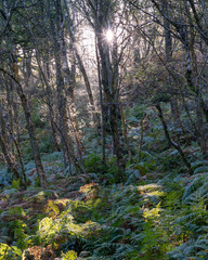 Obraz premium Woodland in Autumn