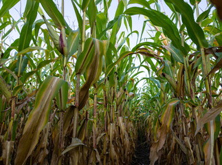 autumn corn field. Plants grow in rows. Corn harvest