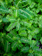 Green leaf texture background. Wallpaper leaf Surface natural green plants fresh wallpaper concept. Nature of green leaves pattern. Green leaf texture or leaf background. 