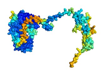 3D rendering of U4/U6 small nuclear ribonucleoprotein Prp31 as predicted by alphafold and colored according to confidence in the model. 