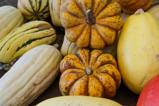 Fall squash and gourds with a variety of color tones and textures, closeup.