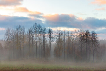 Morning mist over a Swedish landscape in autumn