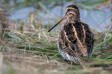 Common Snipe fluffing up feathers, Norfolk, England