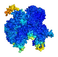 3D rendering of DNA-directed RNA polymerase III subunit RPC2 as predicted by alphafold and colored according to confidence in the model. 