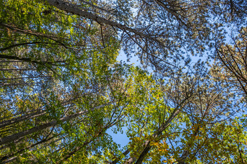 green trees in the forest 
