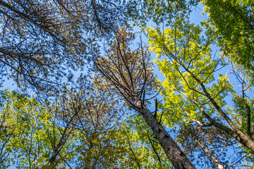 green trees in the forest 