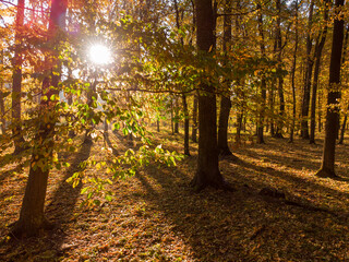 Colorful leaves in the forest on the branches and under the trees. Shine of the morning sun.