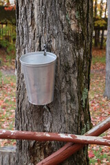 Maple Bucket
