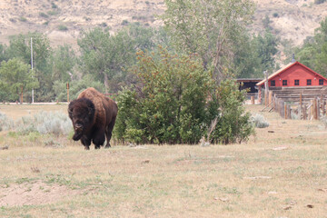 Theodore Roosevelt National Park Bison