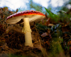 Fly amanita in a forest in Holland