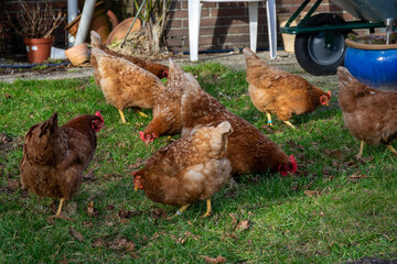 chicken