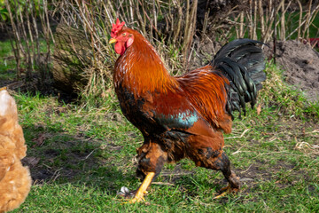 rooster on the farm