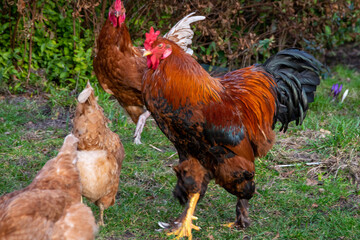 rooster in the farm