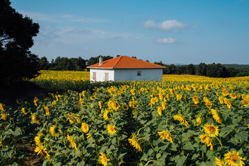 tiny house in a field of sunflowers
