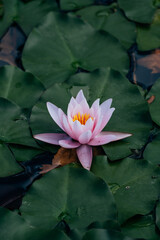 lotus flowers above water
