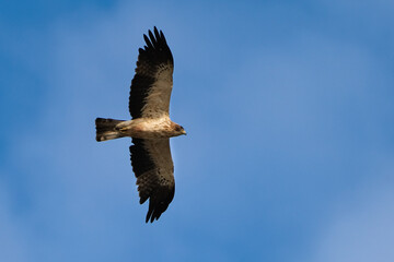 bird of prey flying alone in the sky