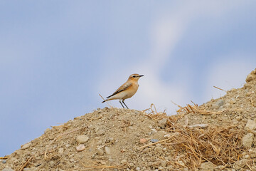 Whinchat on the ground 
