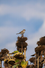 Whinchat on the sunflower