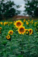 newly opened sunflowers in a field of sunflowers