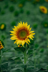 newly opened sunflowers in a field of sunflowers
