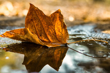 autumn leaf on the water