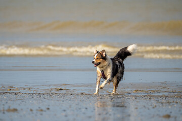 Dog running in the water and enjoying the sun at the beach. Dog having fun at sea in summer.	