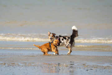 Dog running in the water and enjoying the sun at the beach. Dog having fun at sea in summer.	