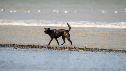 Dog running in the water and enjoying the sun at the beach. Dog having fun at sea in summer.	