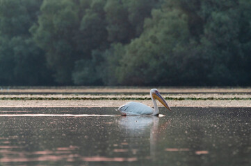 Pelecanus onocrotalus on early morning at danube delta