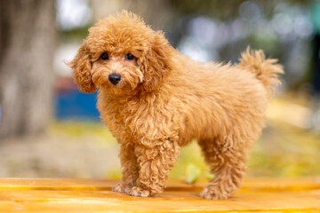 A red poodle puppy stands on a bench in the park, autumn yellow shades.