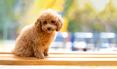 A red poodle puppy stands on a bench in the park, autumn yellow shades.