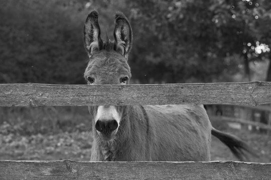 Black and white amiata donkey portrait 