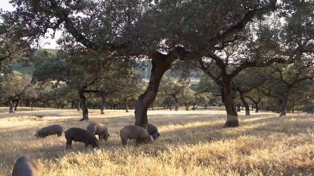 Black Iberian pigs grazing through the oak trees in the grassland of Extremadura, Spain dehesa landscape. Spanish hogs eating acorn in field. Pig herd pasturing in a yellow meadow-Dan