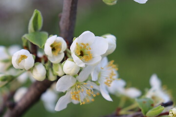 blooming tree