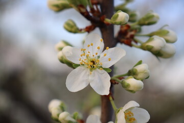 tree blossom