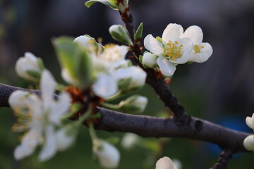 blooming tree