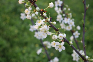blossom in spring