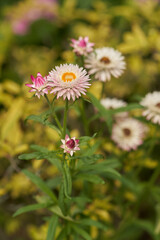 Annual everlasting macro closeup bokeh
