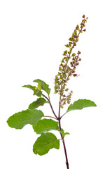 Macro closeup of organic herb holy basil (Ocimum tenuiflorum) fresh green leaf and stem isolated over white background