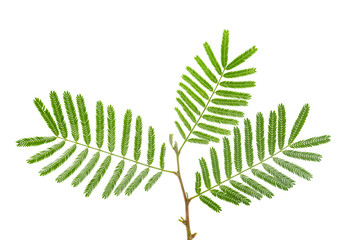 Closeup of religious flower of  prosopis cineraria, also known as Ghaf or shami, isolated over white