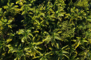 Coconut palm tree forest. Aerial view