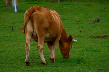 Naklejka na ściany i meble Brown cow graze in a meadow, Latvia.
