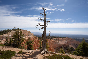 Obraz premium pine tree in the desert