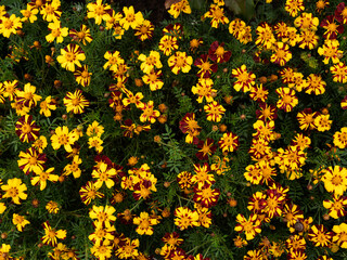 Yellow marigold flowers growing in garden. Top view