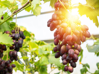 Bunches of black grapes hanging and growing on vineyards