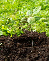 planting a small tree in the garden of a public place. the concept of environmental protection