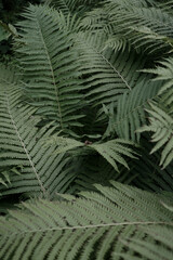 Fototapeta na wymiar fern leaves